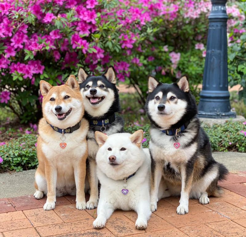 cún shiba inu